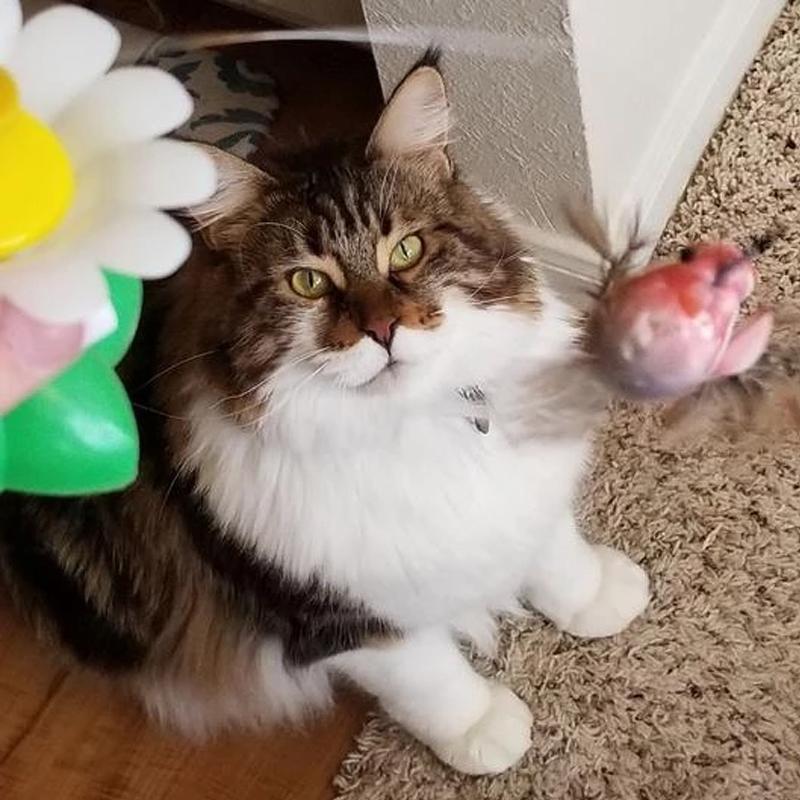 Interaktív Macskajáték - Purrfect Play