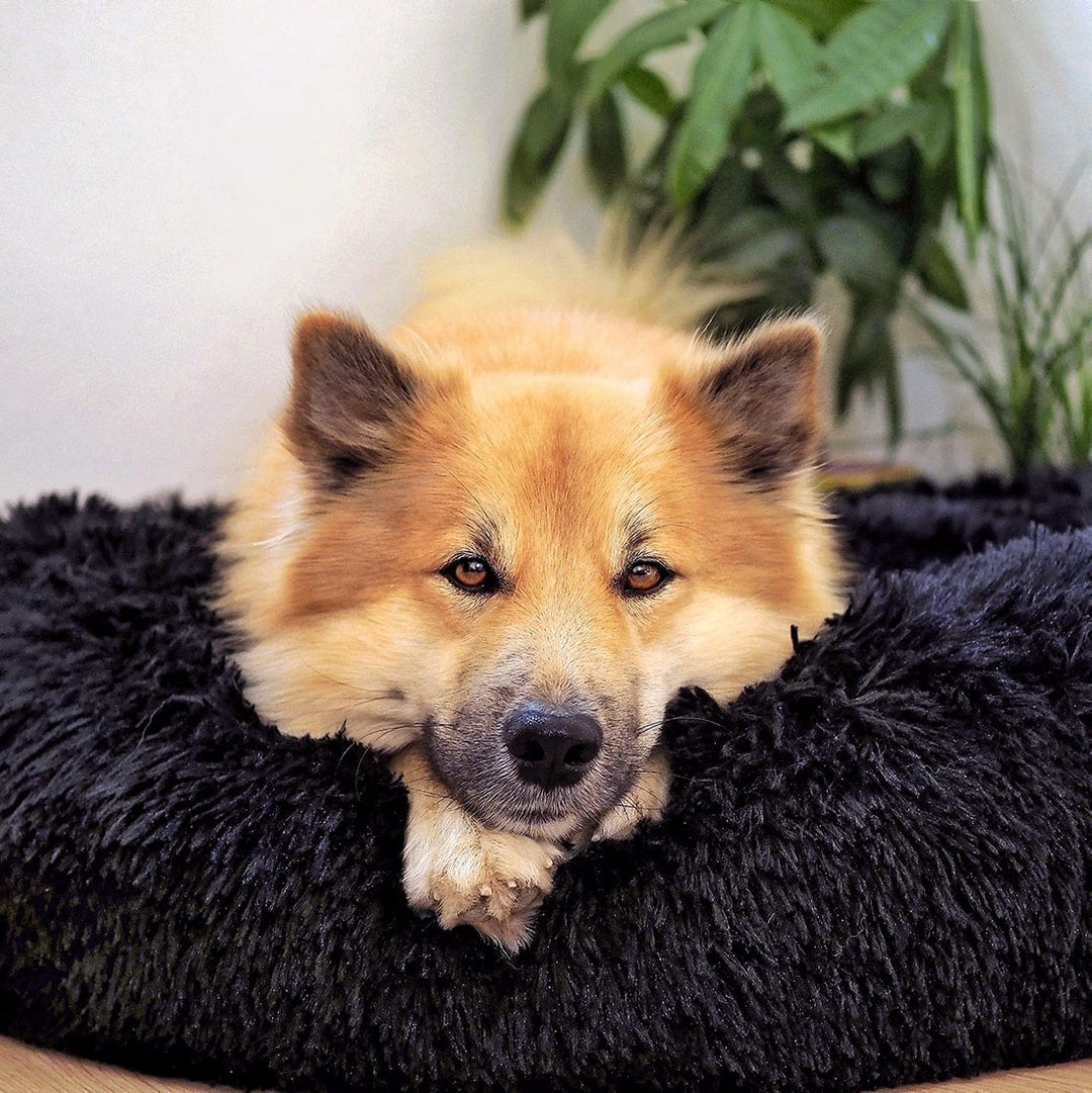 AA NOT AVAILABLE Fluffy Plus kutyaágy – Az eredeti