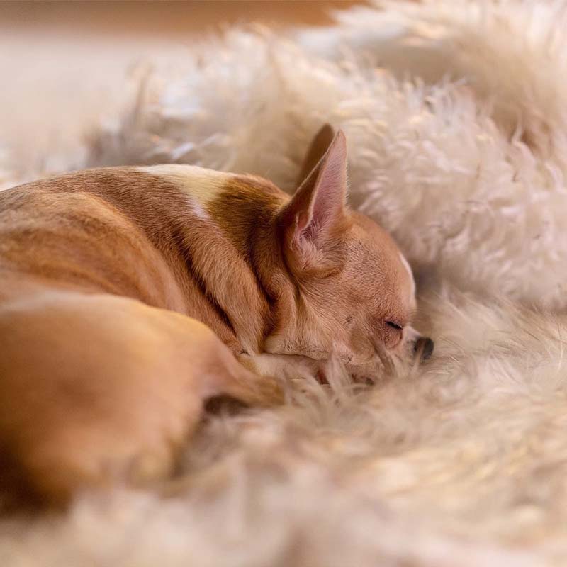 Luxus Vízálló Háziállat Párna - CozyPaw™
