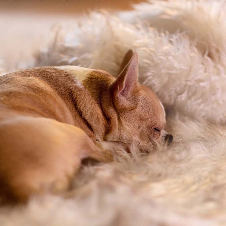 Luxus Vízálló Háziállat Párna - CozyPaw™