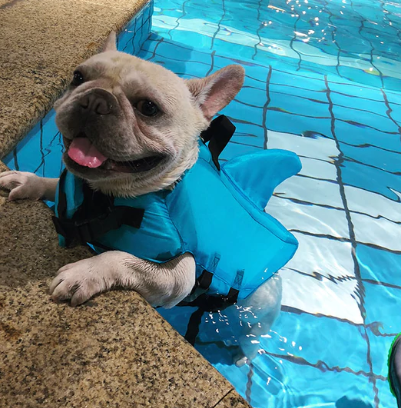 Kutyamentő Mellény - AquaPup