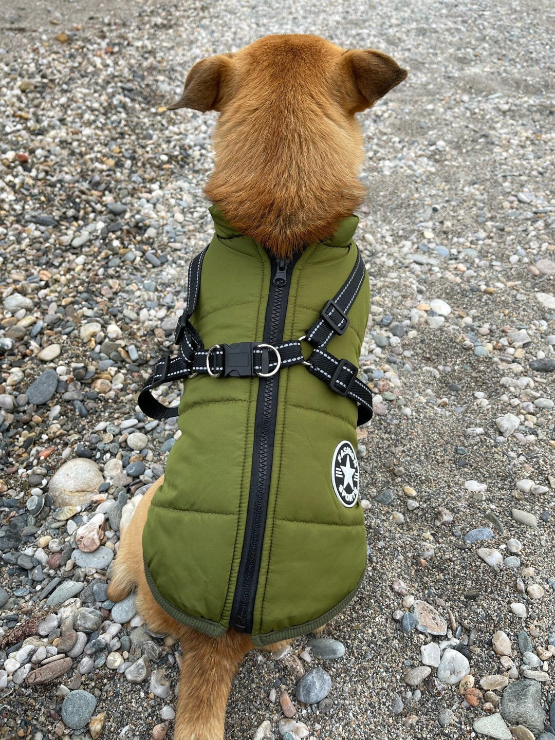 Zöld kabátos kutya hátulról, kavicsos parton ülve: jól látszik a hátközépen futó cipzár és az X alakú fényvisszaverő hám. 13