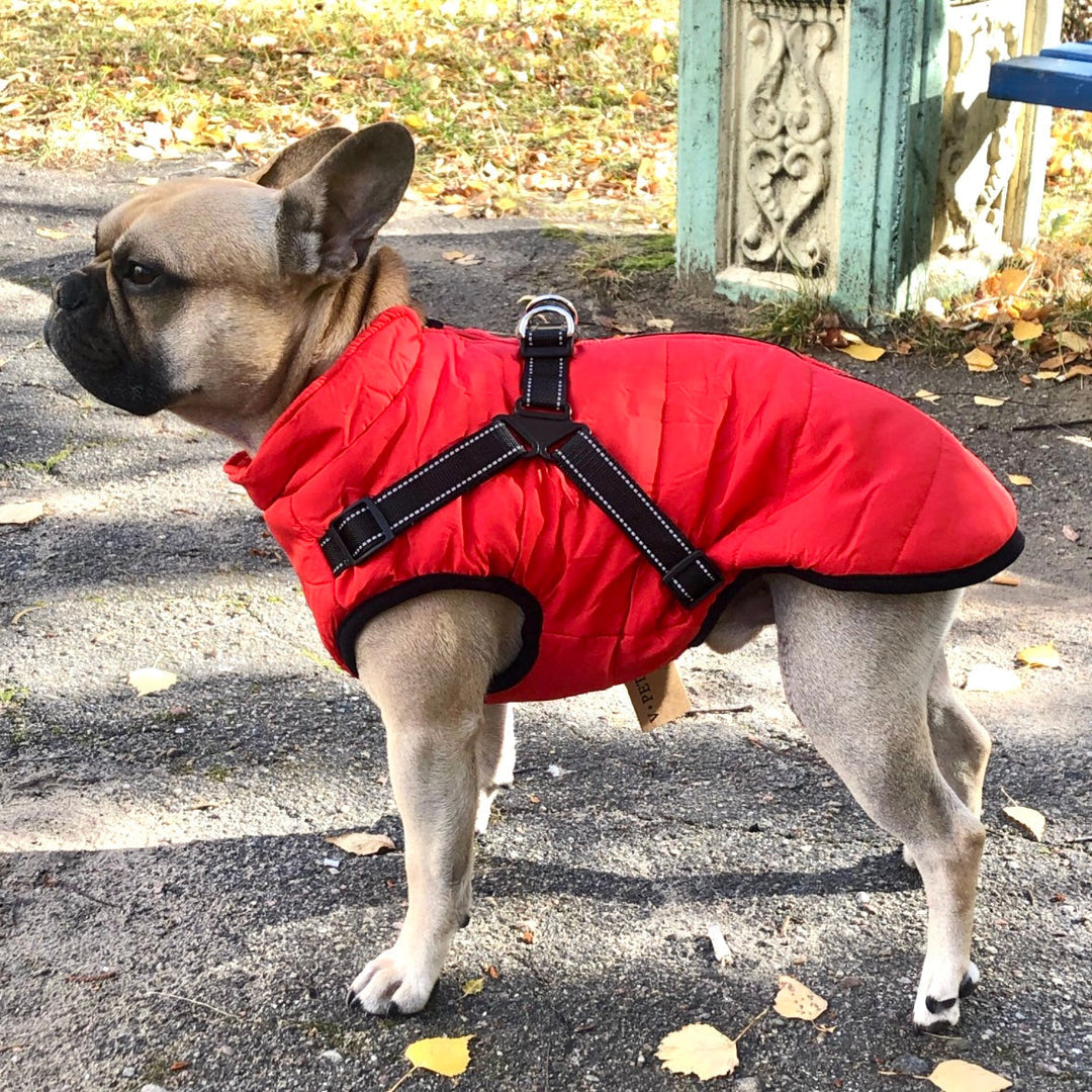 Piros kabátot viselő francia bulldog oldalról, a kabát hátán fényvisszaverő csíkos fekete hámrendszer látszik, őszi levelek között. 1