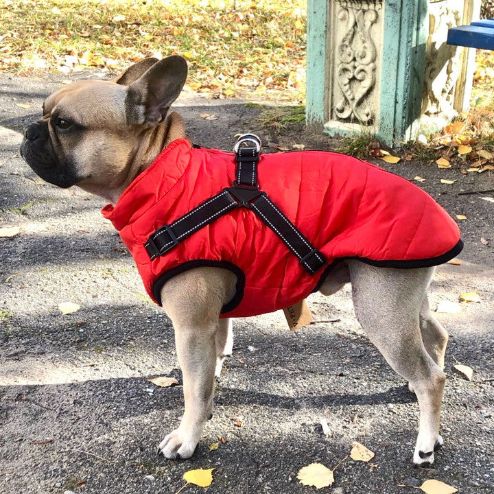 Piros kabátot viselő francia bulldog oldalról, a kabát hátán fényvisszaverő csíkos fekete hámrendszer látszik, őszi levelek között. 1