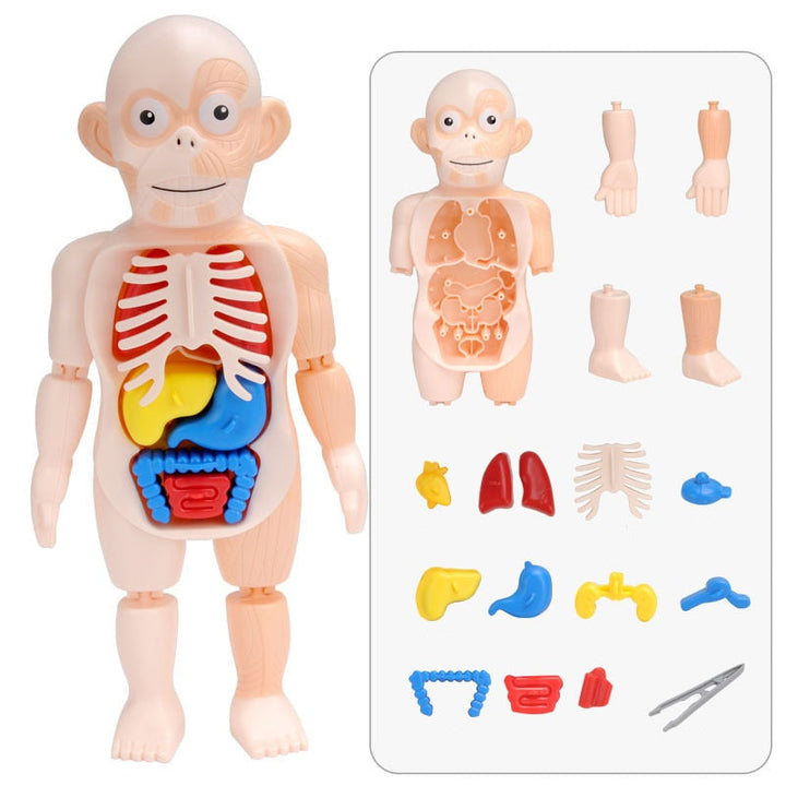 Oktatási anatómiai készlet gyerekeknek – Dr. Bones