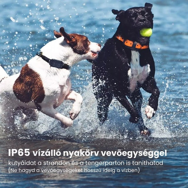 Két kutya fröcskölő vízben játszik, nyakörvvel, az egyiknél sárga labda van a szájában 2