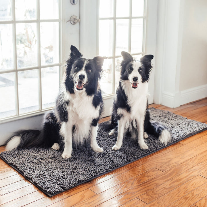 Két fekete-fehér border collie ül a szürke szőnyegen üvegajtó előtt, fényes parkettán. 10