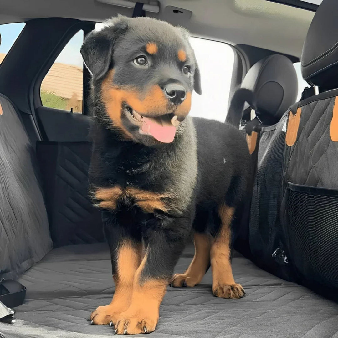 Rottweiler kölyökkutya áll mosolyogva a hátsó ülésen kiterített steppelt fekhelyen, jobbra hálós oldalzseb. 10
