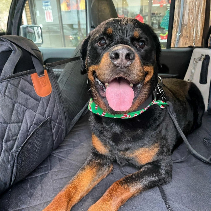 Rottweiler kutya mosolyogva fekszik a steppelt autós fekhelyen, mellette az oldalfal hálós zsebbel látható. 3