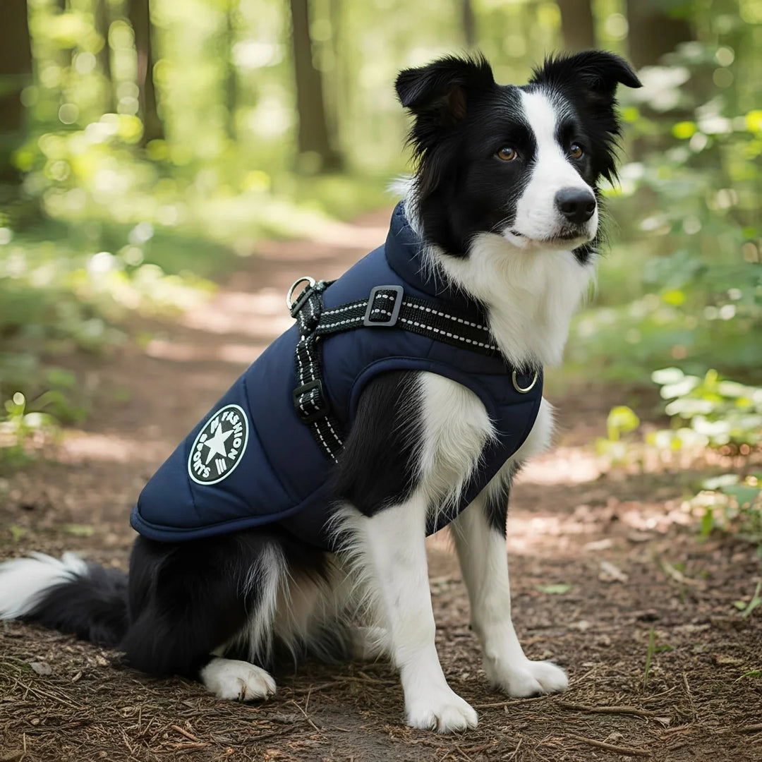 Fekete-fehér border collie ül az erdei ösvényen sötétkék, párnázott kabátban, amelyen a beépített hám szíjai láthatók. 1