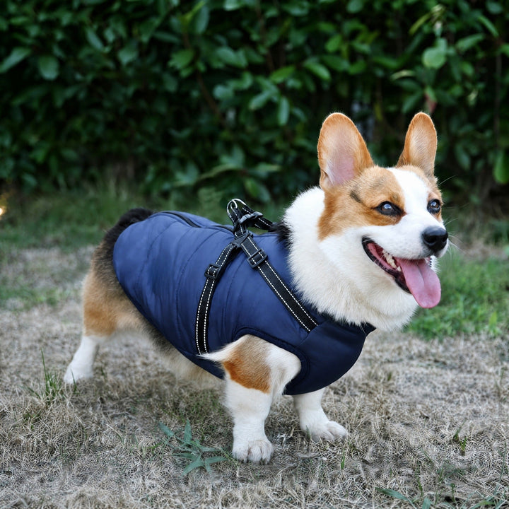 Mosolygó corgi áll a szabadban sötétkék, steppelt kabátban, amelyen fényvisszaverő varrású hámszíjak láthatók. 3
