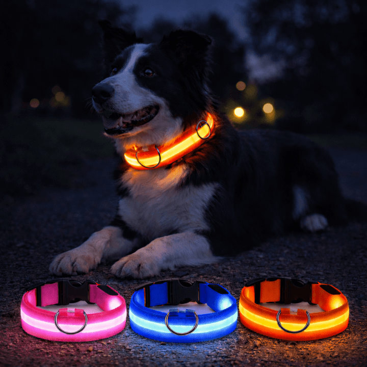 Éjszaka fekvő border collie narancsos fényű nyakörvben, előtte rózsaszín, kék és narancssárga világító nyakörv sorban. 3